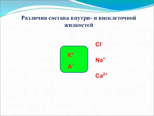 Различия состава внутри- и внеклеточной жидкостей А- К+ Na+ Ca2+ Cl-