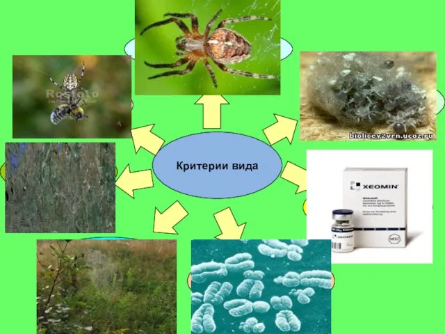 Критерии вида Морфологический Физиологический Биохимический Экологический Генетический Географический Этологический