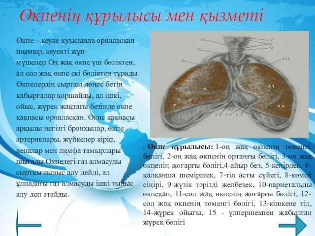 Өкпенің құрылысы мен қызметі Өкпе – кеуде қуысында орналасқан шымыр, кеуекті жұп