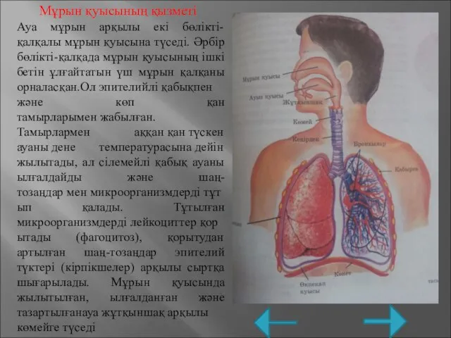 Мұрын қуысының қызметі Ауа мұрын арқылы екі бөлікті-қалқалы мұрын қуысына түседі. Әрбір