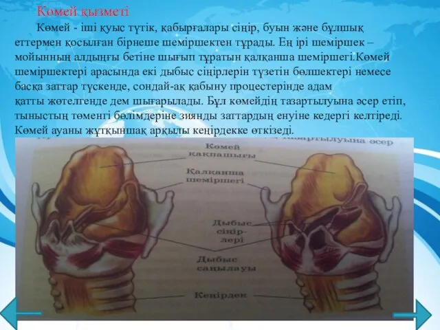 Көмей қызметі Көмей - іші қуыс түтік, қабырғалары сіңір, буын және бұлшық