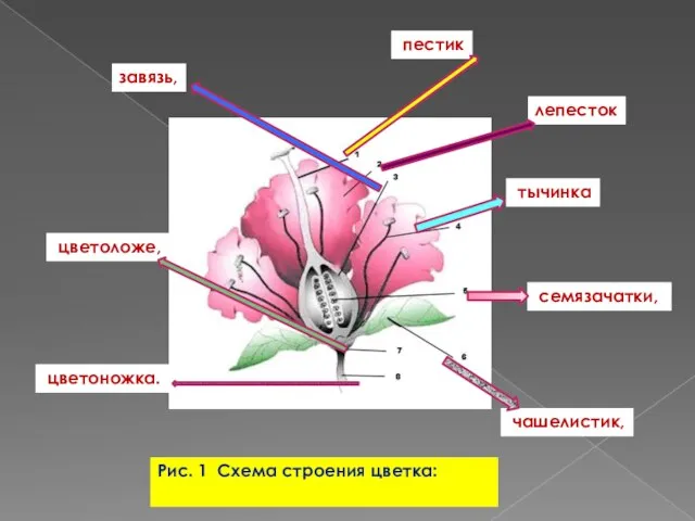 Рис. 1 Схема строения цветка: пестик лепесток завязь, тычинка семязачатки, чашелистик, цветоложе, цветоножка.
