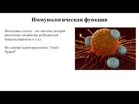 Иммунологическая функция Иммунные клетки - это система, которая распознает множество возбудителей (вирусы,паразиты