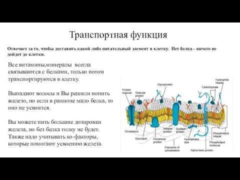 Транспортная функция Отвечает за то, чтобы доставить какой либо питательный элемент в