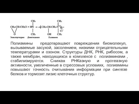 Полиамины предотвращают повреждения биомолекул, вызываемые засухой, засолением, низкими отрицательными температурами и озоном.