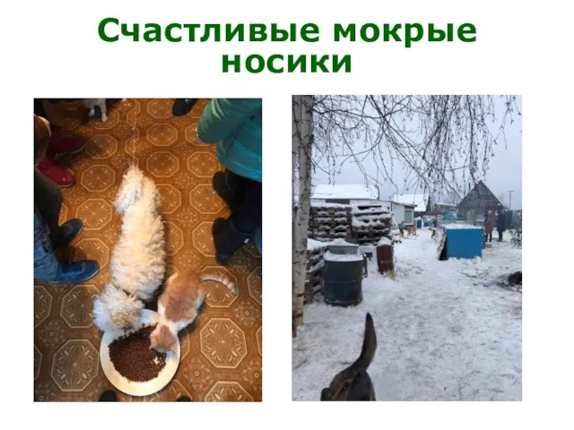 Счастливые мокрые носики