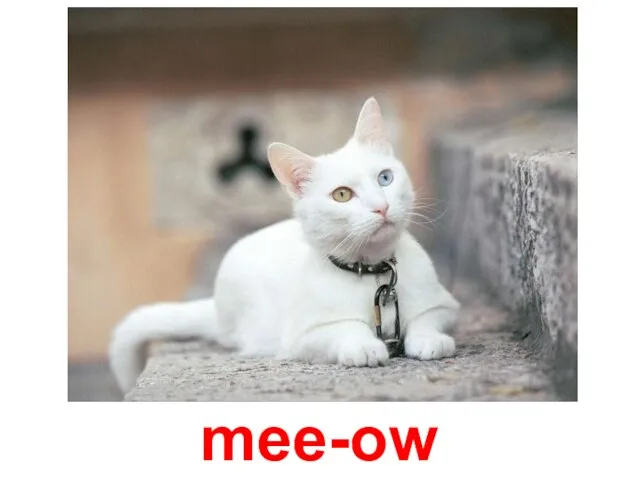 mee-ow