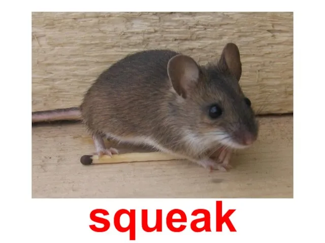 squeak