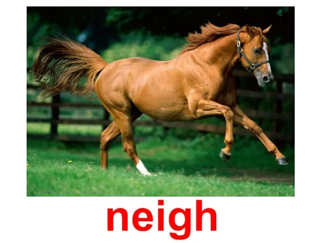 neigh