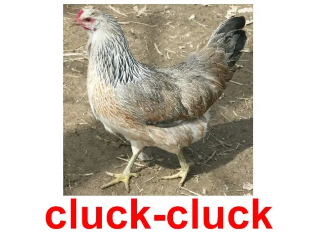 cluck-cluck