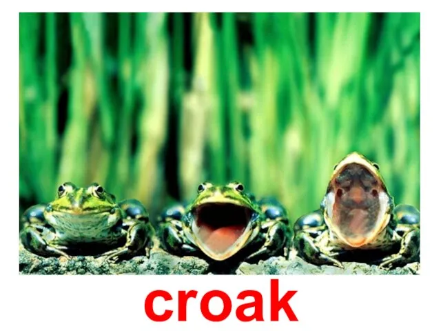 croak