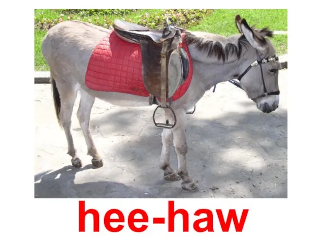 hee-haw