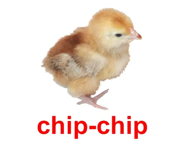 chip-chip