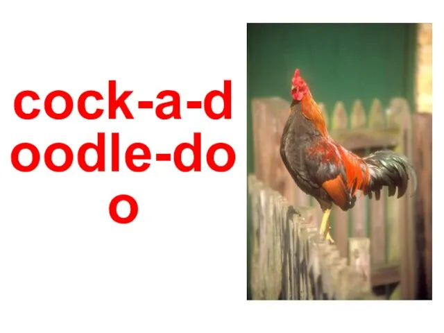 cock-a-doodle-doo