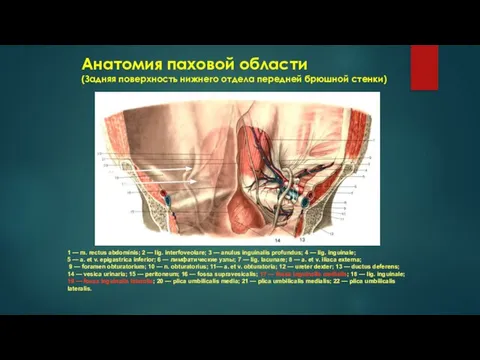 Анатомия паховой области (Задняя поверхность нижнего отдела передней брюшной стенки) 1 —