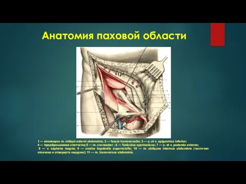 Анатомия паховой области 1 — апоневроз m. obliqui externi abdominis; 2 —
