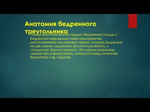 Анатомия бедренного треугольника Подвздошно-поясничная мышца, бедренные сосуды и бедренный нерв выходят через