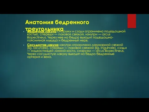 Анатомия бедренного треугольника Мышечная лакуна снаружи и сзади ограничена подвздошной костью, спереди