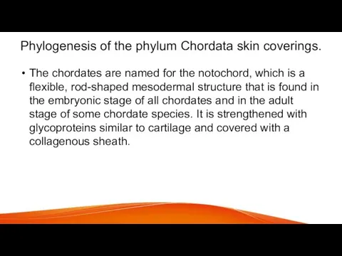 Phylogenesis of the phylum Chordata skin coverings. The chordates are named for