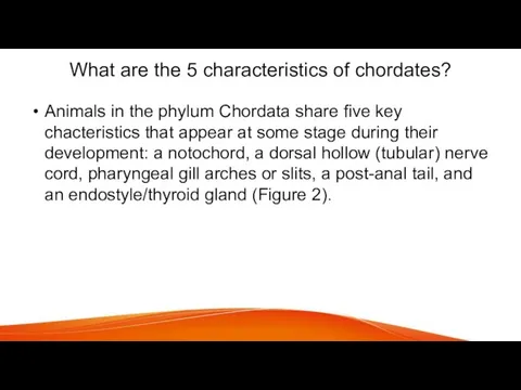What are the 5 characteristics of chordates? Animals in the phylum Chordata