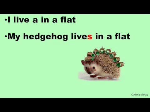 I live a in a flat My hedgehog lives in a flat ©Alena Kikhay