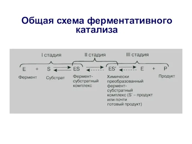 Общая схема ферментативного катализа