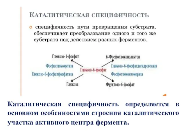 Каталитическая специфичность определяется в основном особенностями строения каталитического участка активного центра фермента.