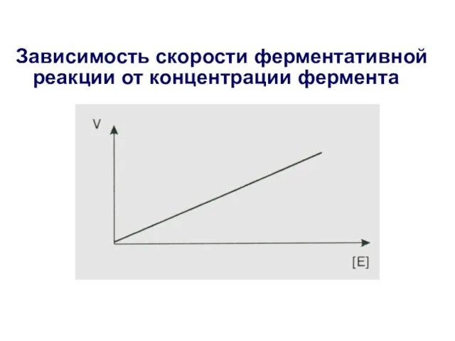 Зависимость скорости ферментативной реакции от концентрации фермента