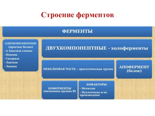 Строение ферментов