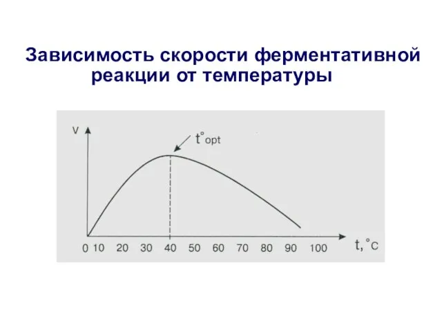 Зависимость скорости ферментативной реакции от температуры