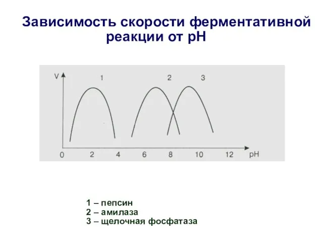 Зависимость скорости ферментативной реакции от рН 1 – пепсин 2 – амилаза 3 – щелочная фосфатаза