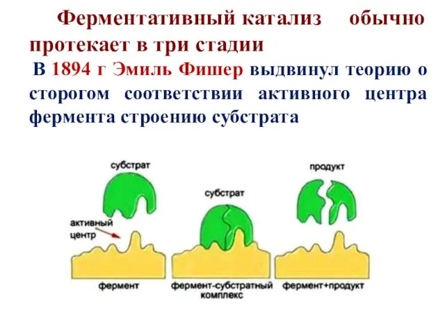 Ферментативный катализ обычно протекает в три стадии В 1894 г Эмиль Фишер