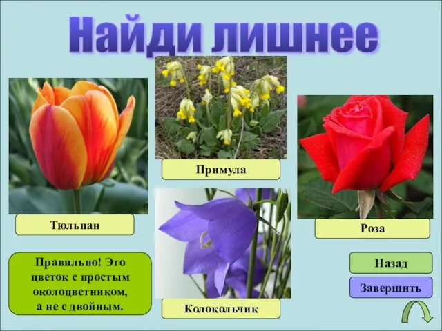 Найди лишнее Тюльпан Примула Колокольчик Роза Правильно! Это цветок с простым околоцветником,