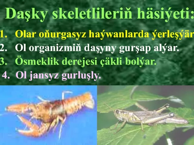 Daşky skeletlileriň häsiýeti: Olar oňurgasyz haýwanlarda ýerleşýär Ol organizmiň daşyny gurşap alýar.