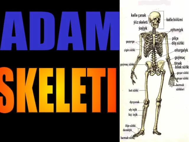 ADAM SKELETI