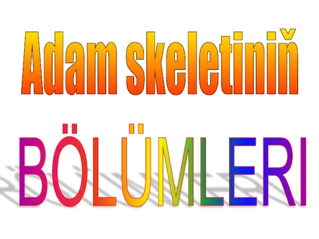 Adam skeletiniň BÖLÜMLERI