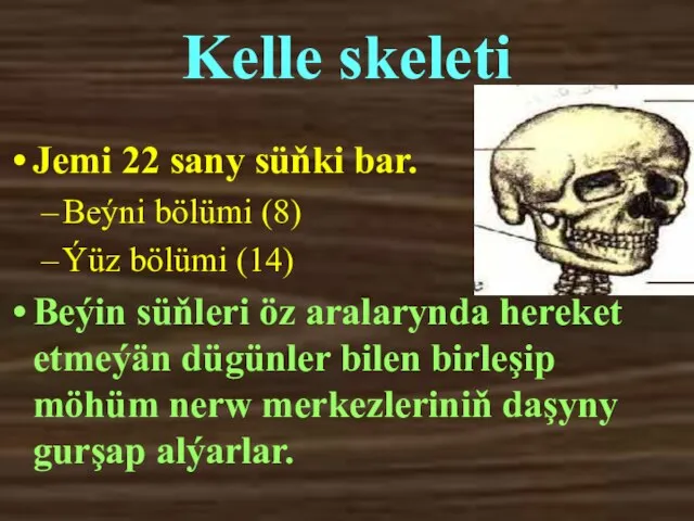 Kelle skeleti Jemi 22 sany süňki bar. Beýni bölümi (8) Ýüz bölümi