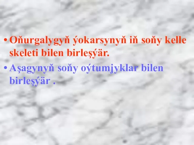 Oňurgalygyň ýokarsynyň iň soňy kelle skeleti bilen birleşýär. Aşagynyň soňy oýtumjyklar bilen birleşýär .