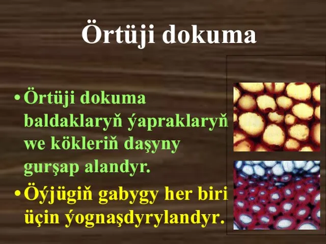 Örtüji dokuma Örtüji dokuma baldaklaryň ýapraklaryň we kökleriň daşyny gurşap alandyr. Öýjügiň