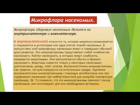 Микрофлора насекомых. Микрофлора здоровых насекомых делится на внутриклеточную и внеклеточную. К внутриклеточной