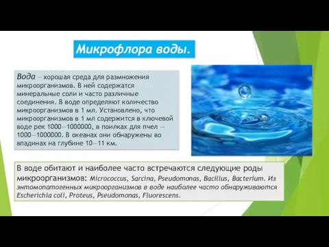 Микрофлора воды. Вода — хорошая среда для размножения микроорганизмов. В ней содержатся