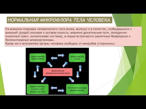 НОРМАЛЬНАЯ МИКРОФЛОРА ТЕЛА ЧЕЛОВЕКА На внешних покровах человеческого тела (кожа, волосы) и