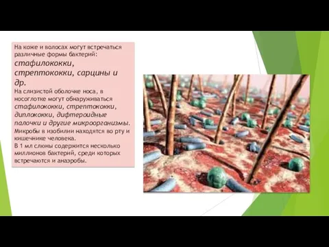 На коже и волосах могут встречаться различные формы бактерий: стафилококки, стрептококки, сарцины