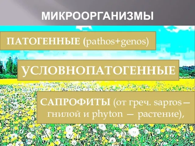 МИКРООРГАНИЗМЫ ПАТОГЕННЫЕ (pathos+genos) УСЛОВНОПАТОГЕННЫЕ САПРОФИТЫ (от греч. sapros—гнилой и phyton — растение),