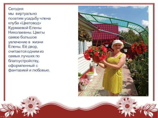 Сегодня мы виртуально посетим усадьбу члена клуба «Цветовод» Курмаевой Елены Николаевны. Цветы
