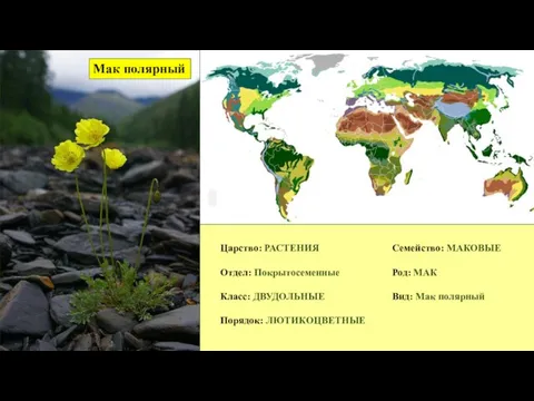 Мак полярный Царство: РАСТЕНИЯ Отдел: Покрытосеменные Класс: ДВУДОЛЬНЫЕ Порядок: ЛЮТИКОЦВЕТНЫЕ Семейство: МАКОВЫЕ