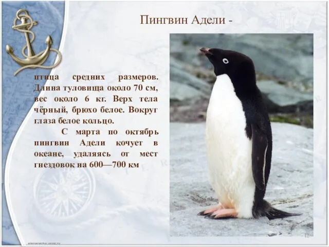 Пингвин Адели - птица средних размеров. Длина туловища около 70 см, вес