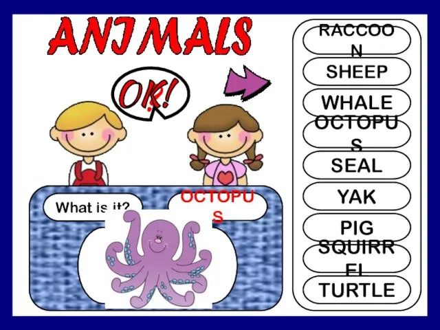 What is it? OCTOPUS ? RACCOON SHEEP WHALE OCTOPUS SEAL YAK PIG SQUIRREL TURTLE OK!