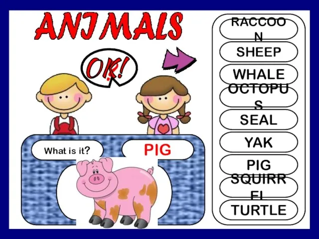 What is it? PIG ? RACCOON SHEEP WHALE OCTOPUS SEAL YAK PIG SQUIRREL TURTLE OK!