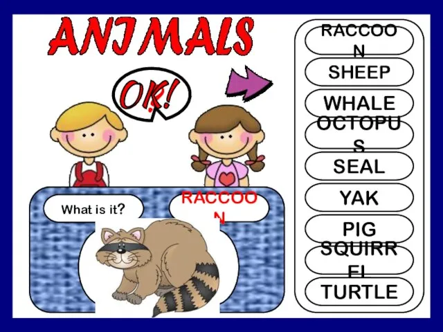 What is it? RACCOON ? RACCOON SHEEP WHALE OCTOPUS SEAL YAK PIG SQUIRREL TURTLE OK!